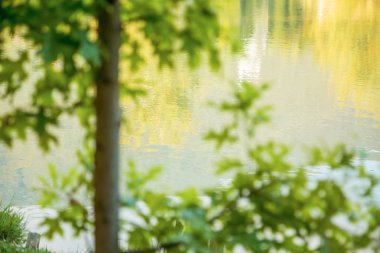 Yaz yeşil yaprak arka plan su yansıması ile bırakır.