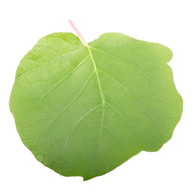 Kivi kırpma yolunu ve maksimum netlik ile beyaz bir arka plan üzerinde izole yaprak yeşil