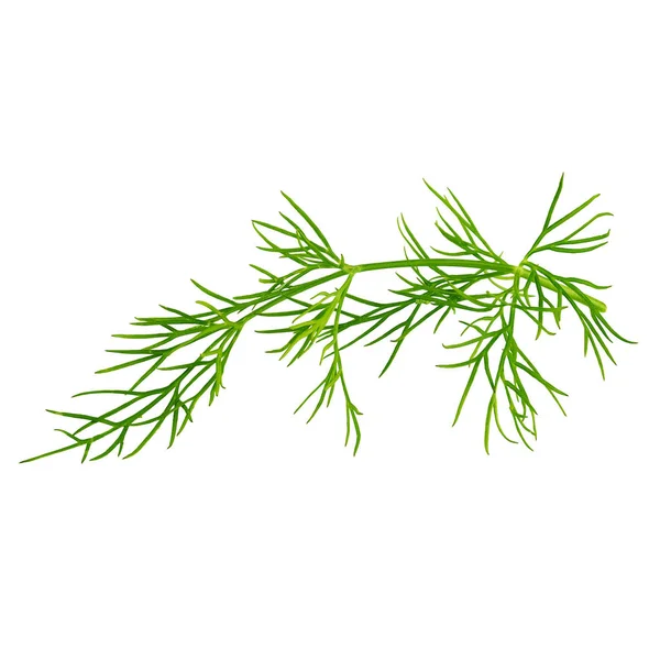 Biologic dill isolated on white background with clipping path as package design element and advertising. Full depth of field. Organic farming.