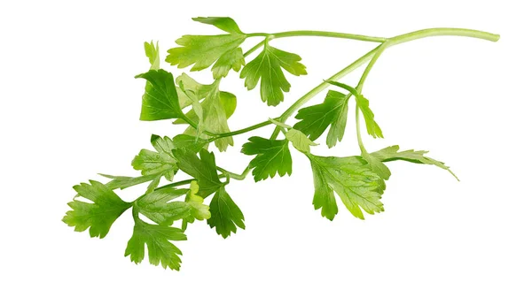 Fresh parsley leaves isolated on white background — Stock Photo, Image