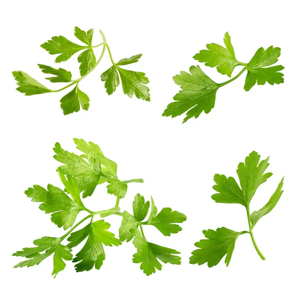 Collection of fresh parsley leaves isolated on white — Stock Photo, Image