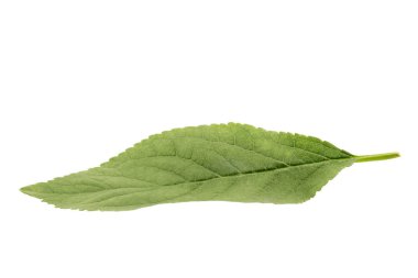 Yeşil elma yaprak beyaz arka plan üzerinde izole