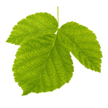 Beyaz arka plan üzerinde izole yeşil ahududu yaprağı