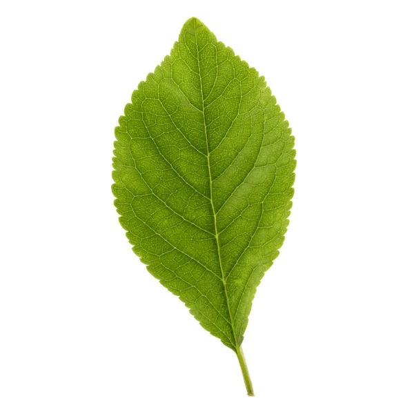 Feuille de pomme verte isolée sur fond blanc — Photo