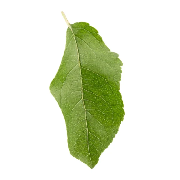 Feuille de pomme verte isolée sur fond blanc — Photo