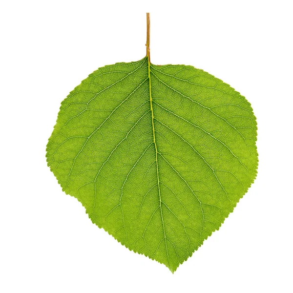 Foglia di albicocca verde isolata su sfondo bianco — Foto Stock