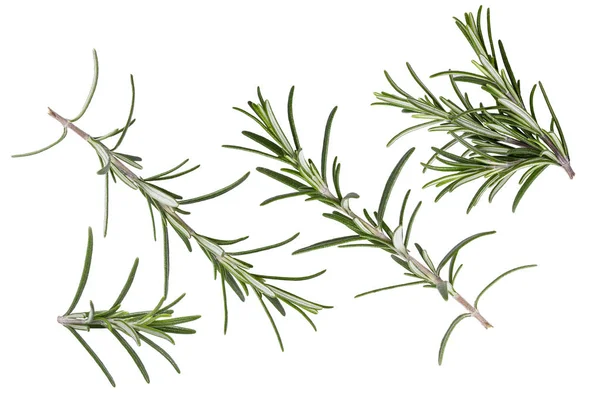 Frash falling rosemary herb isolated on white — Stock Photo, Image