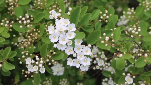 Närbild av vackra vita blommor av hagtorn på en solig dag — Stockvideo