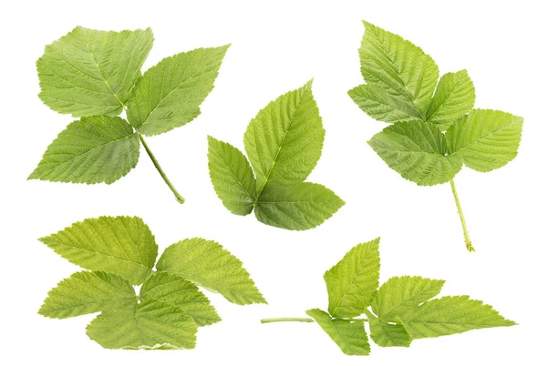 Frambuesa hojas aisladas sobre fondo blanco vista superior —  Fotos de Stock