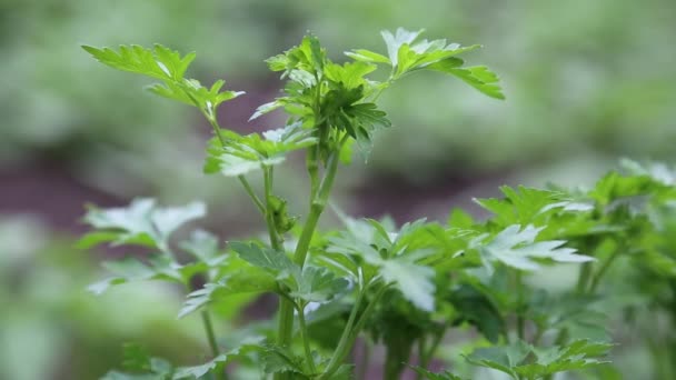 Petersilienblätter Von Intensiver Grüner Farbe Werden Vom Wind Bewegt Der — Stockvideo