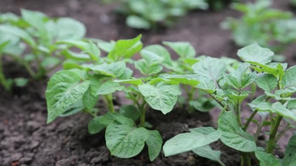 Gröna Potatisväxter Sommar Plantage Rörd Vinden Som Får Dem Att — Stockvideo