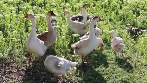 Close Flock Geese Grazes Green Meadow Spring Sunny Day Farm — Stock Video