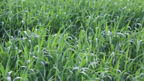 Close Green Wheat Swaying Wind Green Wheat Waving Natural Background — Stock Video