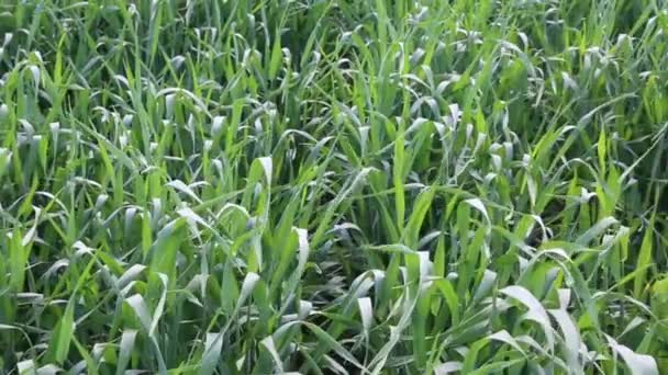 Закрыть Зелёную Пшеницу Раскачивающуюся Ветру Зеленый Теплый Естественный Фон Концепция — стоковое видео