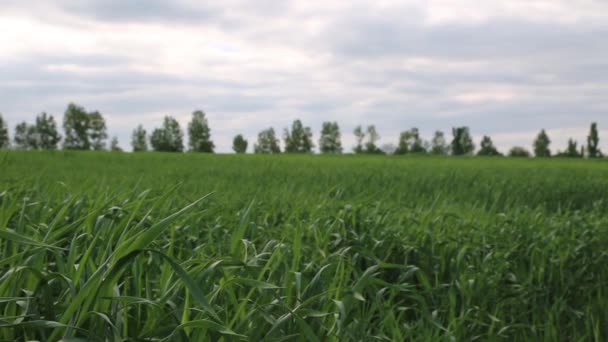 Закрыть Зелёную Пшеницу Раскачивающуюся Ветру Зеленый Теплый Естественный Фон Концепция — стоковое видео
