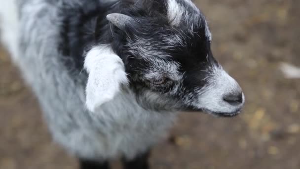 Video con retrato de una cabra de color blanco y negro, primer plano . — Vídeos de Stock