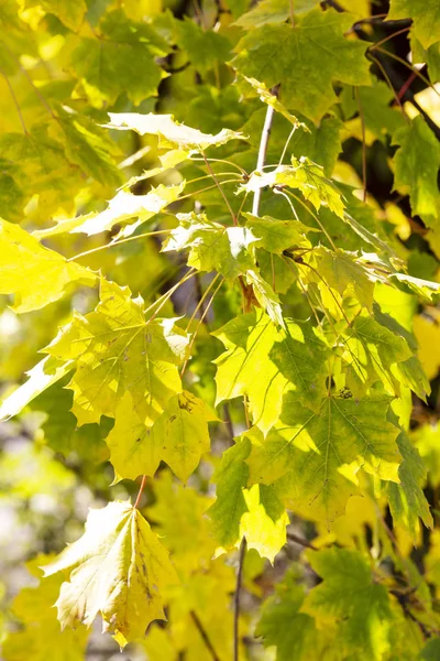 Κοντά στο φθινόπωρο πολύχρωμα φύλλα ως φόντο. — Φωτογραφία Αρχείου
