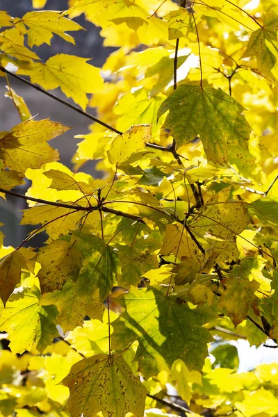 Primer plano de las hojas coloridas de otoño como fondo . — Foto de Stock