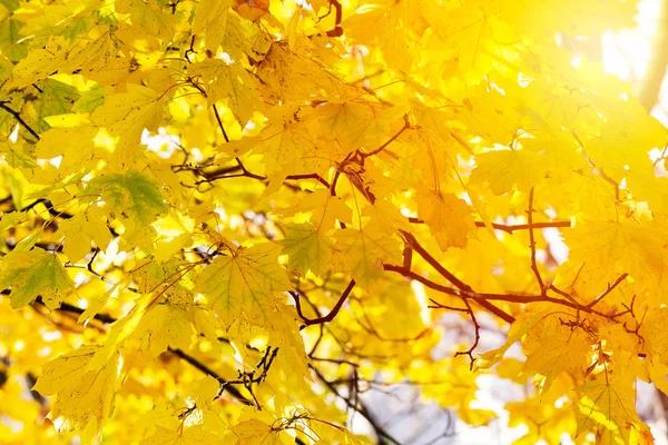 Primo piano di autunno foglie colorate come sfondo . — Foto Stock