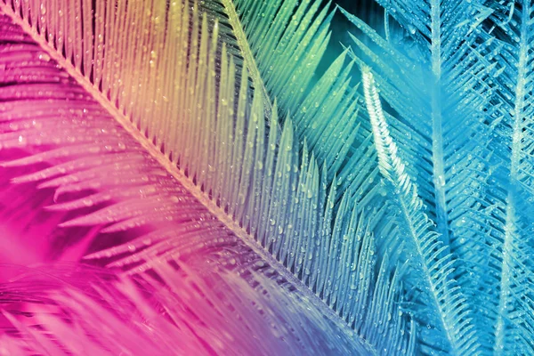 neon ışık renkli egzotik tropikal yaprakların yakın