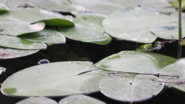 Göldeki nilüfer bitkisinin kapatılması - Nymphaeaceae. Hd video.