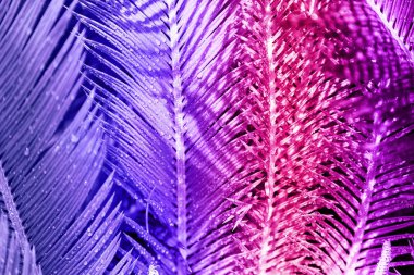 trendy neon renk renkli egzotik tropikal yaprakların yakın