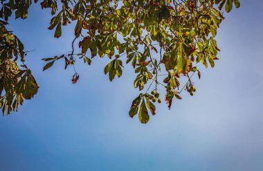 kestane dalları ve yaprakları modaya uygun mavi renklerde