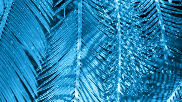 close up of exotic tropical leaves colored in blue light