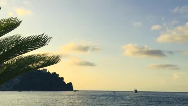 Palm Tree Blowing Wind Een Heldere Lucht Achtergrond Bij Zonsondergang — Stockvideo