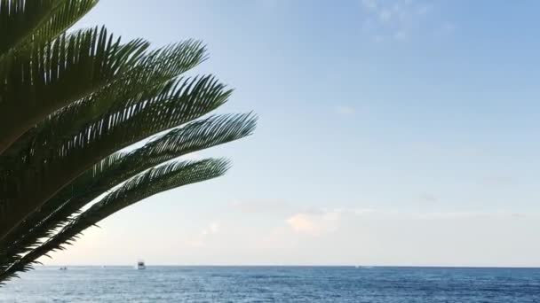 Palm Tree Blowing Wind Een Heldere Lucht Achtergrond Late Namiddag — Stockvideo