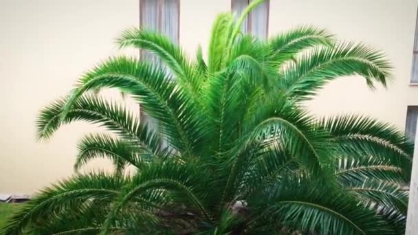 Palmera Soplando Viento Día Lluvioso — Vídeo de stock