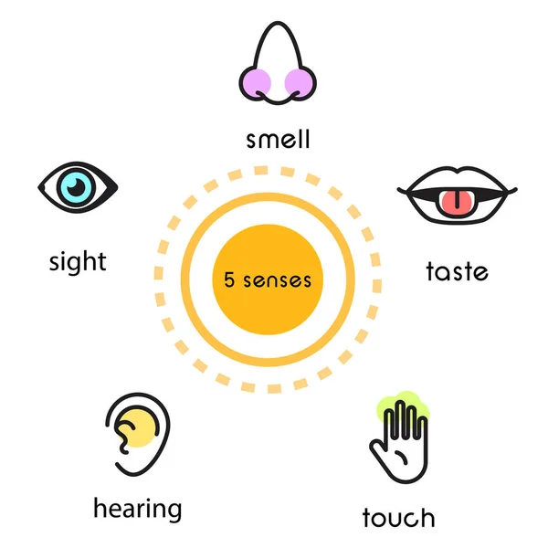 Five Human Senses Vision Sight Hearing Smell Touch Taste Vector — Stock Vector