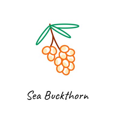 Deniz dikeni berry simgesi vektör illüstrasyon. Anahat renkli stil.