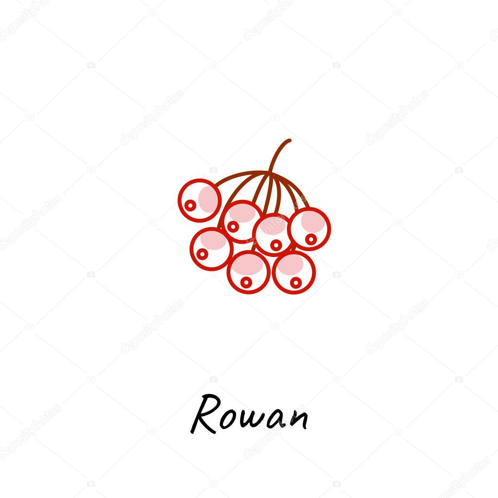 Rowan berry icon vector illustration. Outline colored style.