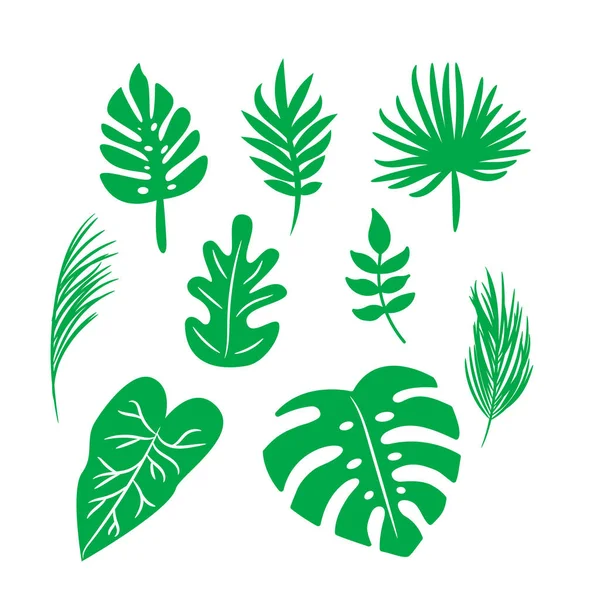 Vektor trópusi pálma levelek, dzsungel zöld levelek, split levél, monstera levél készlet elszigetelt fehér alapon Jogdíjmentes Stock Illusztrációk
