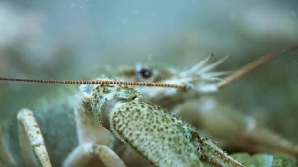 Омари в акваріумі крупним планом 4K — стокове відео