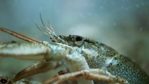 Langosta en el acuario close up 4K — Vídeos de Stock