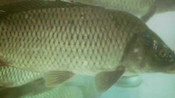 CARP is zwemmen in een aquarium — Stockvideo