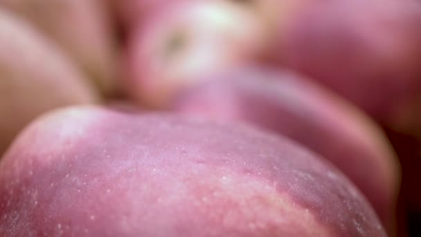 Viele Äpfel aus nächster Nähe — Stockvideo