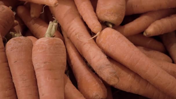 Un montón de zanahorias primer plano — Vídeo de stock
