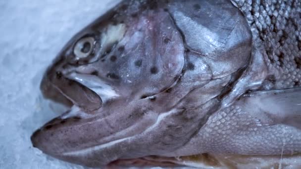 Свежая рыба лежит на льду — стоковое видео