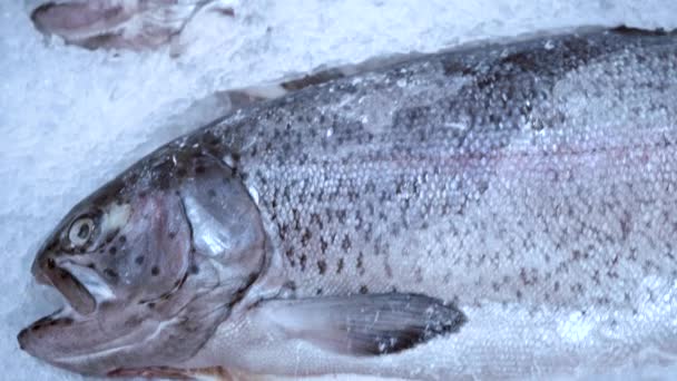 Pescado fresco yacen en el hielo — Vídeo de stock