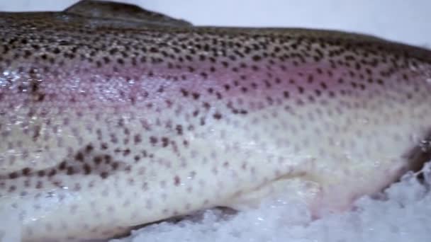 Peixes frescos jazem no gelo — Vídeo de Stock