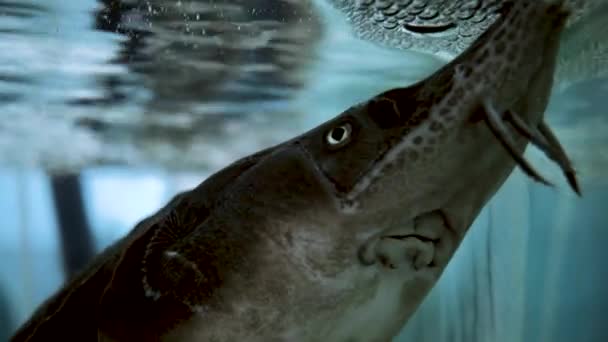 水族館で泳ぐチョウザメ — ストック動画