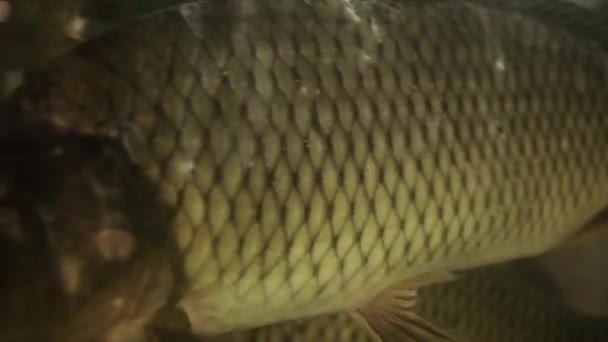 CARP is zwemmen in een aquarium — Stockvideo