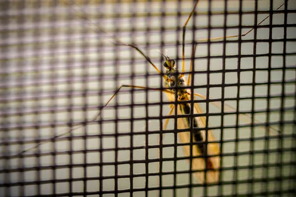 Izgara üzerinde sivrisinek