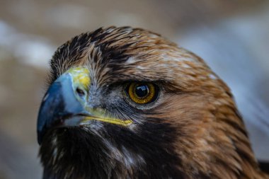 Altın Kartal yakın çekim