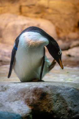 Penguen bir hayvanat bahçesi.