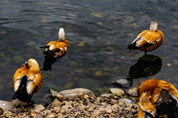 Kachny plavat ve vodě v zoo — Stock fotografie