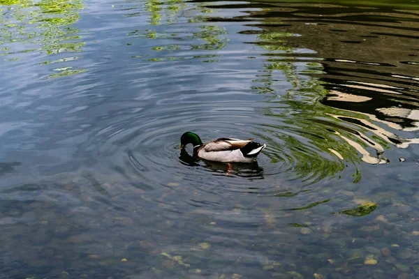 Kachny plavat ve vodě v zoo — Stock fotografie